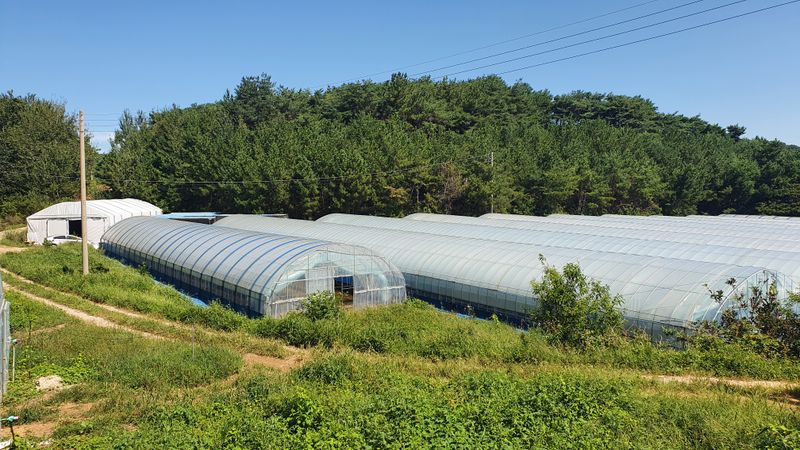 장터 상품 [부아니머위즙 100ml 120포] 썸네일