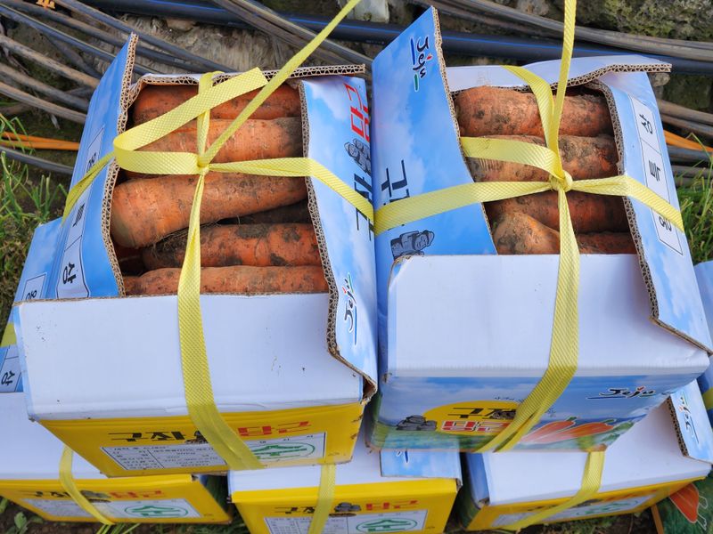 김태환님의 장터 판매 상품 [(판매종료)제주 구좌 당근 (마지막 2천원할인). 물량 얼마 안남았어요] 첨부 사진