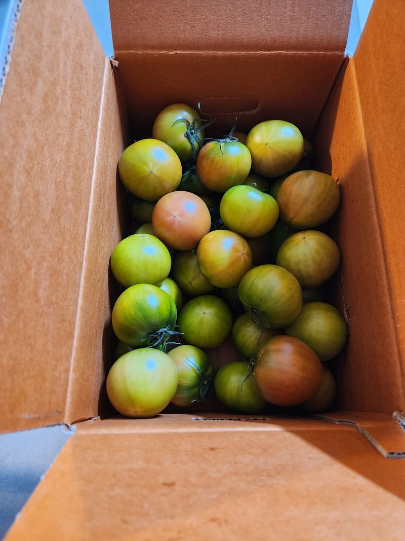 장터 상품 [토마토] 썸네일