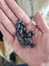 팜모닝 콩·자유게시판 게시글 이미지