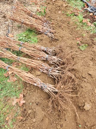 아라향농원님의 포도 · 자유게시판 작성글 사진