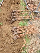 팜모닝 포도·자유게시판 게시글 이미지