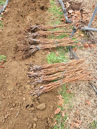 아라향농원님의 포도 · 자유게시판 작성글 사진