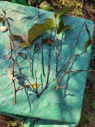 다리실님의 감 · 병해충상담 작성글 사진