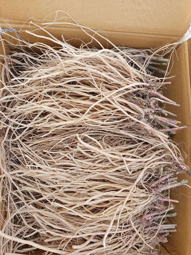 예천토종꿀벌 님의 장터 판매 상품 [자연산우슬] 첨부 사진