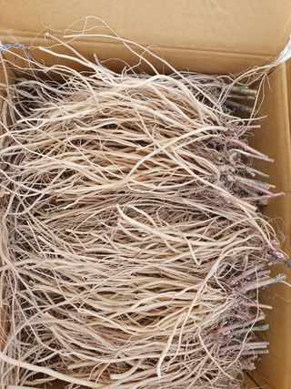 예천토종꿀벌 님의 작성글 사진