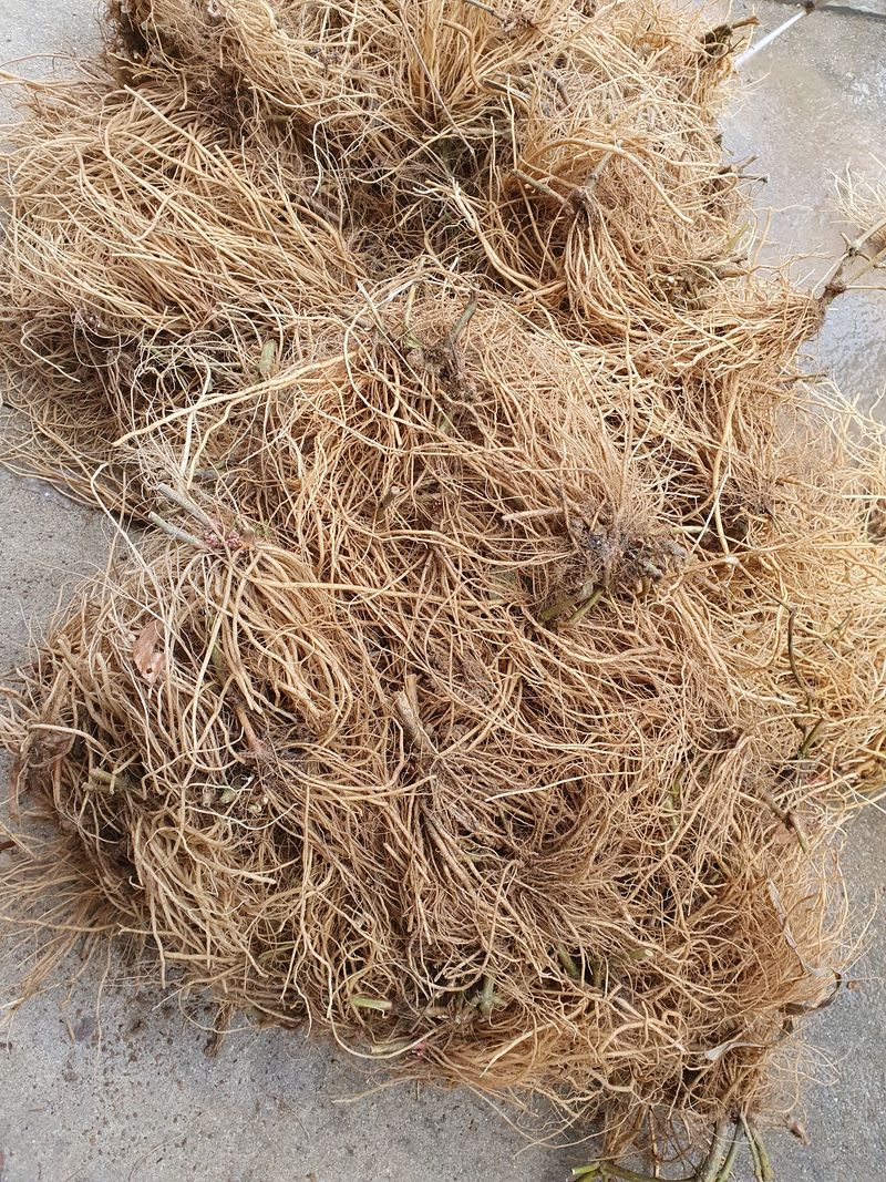 예천토종꿀벌 님의 장터 판매 상품 [자연산우슬] 첨부 사진