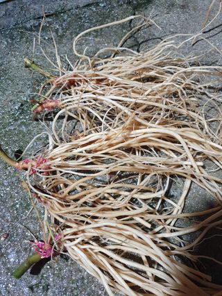 예천토종꿀벌 님의 작성글 사진