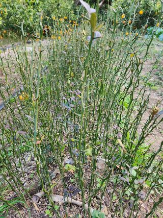 한라봉님의 귤 · 품종•종자 작성글 사진