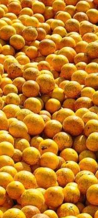 한라봉님의 귤 · 품종•종자 작성글 사진