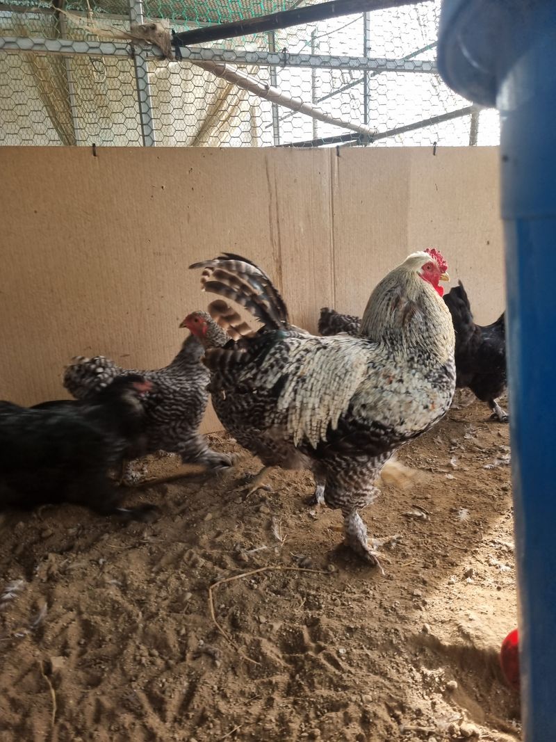 제이팜님의 장터 판매 상품 [쿠쿠브라마,버프브라마,블랙 브라마 알 판매합니다] 첨부 사진