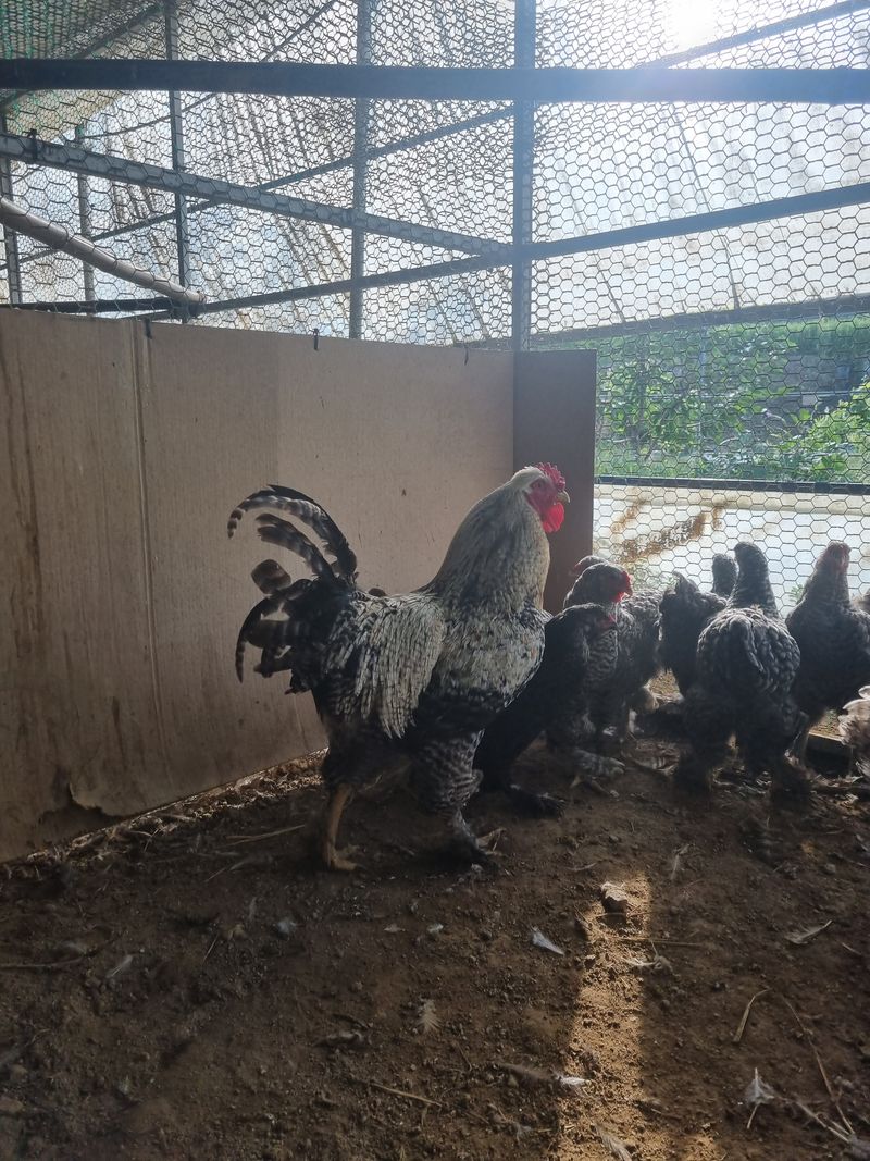 제이팜님의 장터 판매 상품 [쿠쿠브라마,버프브라마,블랙 브라마 알 판매합니다] 첨부 사진