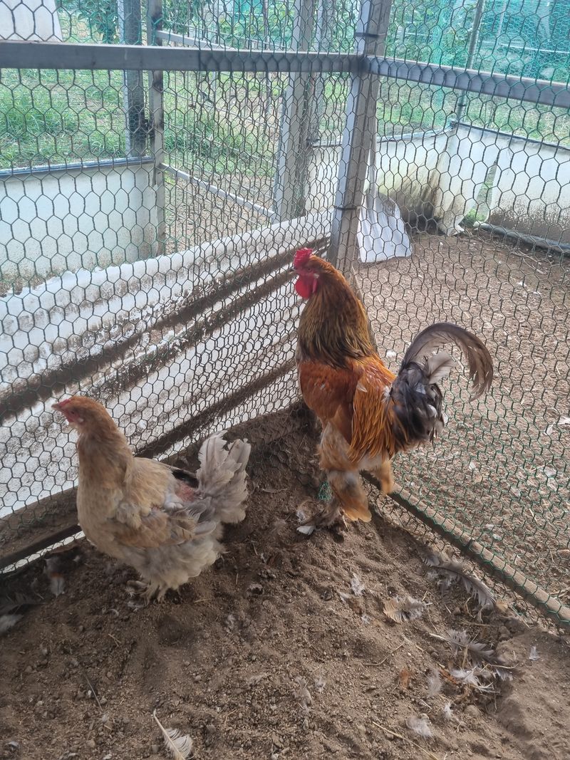 제이팜님의 장터 판매 상품 [쿠쿠브라마,버프브라마,블랙 브라마 알 판매합니다] 첨부 사진