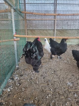 제이팜님의 작성글 사진