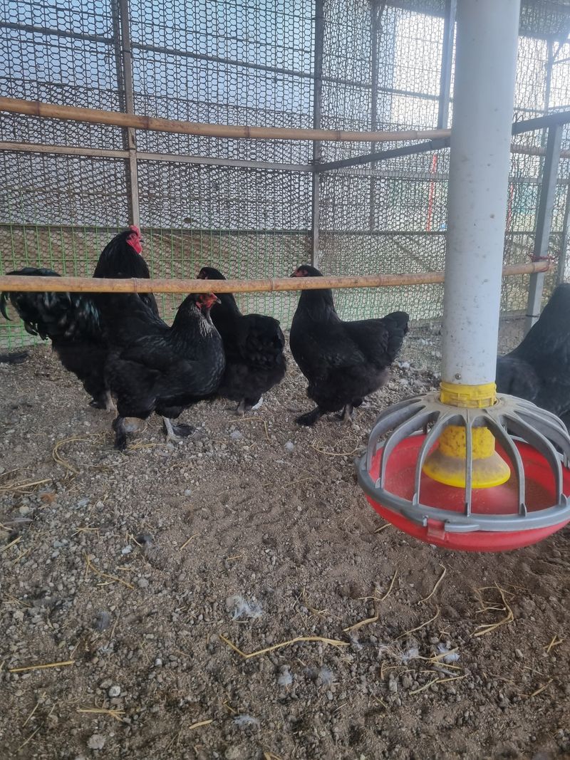 제이팜님의 장터 판매 상품 [쿠쿠브라마,버프브라마,블랙 브라마 알 판매합니다] 첨부 사진