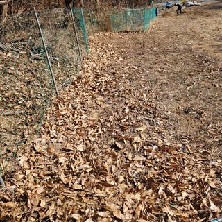 봉덕팜님의 감자 · 자유게시판 작성글 사진