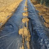 팜모닝 감자·자유게시판 게시글 이미지