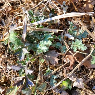 봉덕팜님의 감자 · 자유게시판 작성글 사진