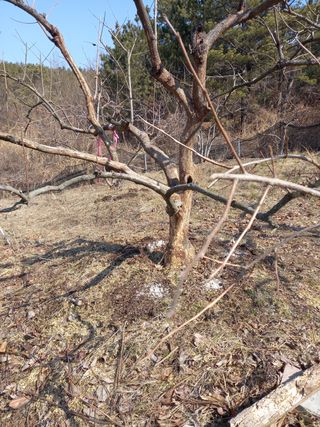 서애 기원님의 기타작물 · 병해충상담 작성글 사진