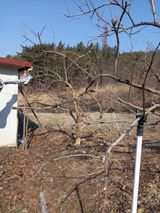 팜모닝 기타작물·병해충상담 게시글 이미지