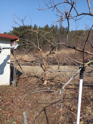 서애 기원님의 기타작물 · 병해충상담 작성글 사진