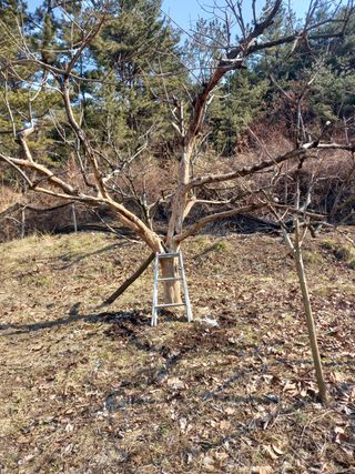 서애 기원님의 기타작물 · 병해충상담 작성글 사진