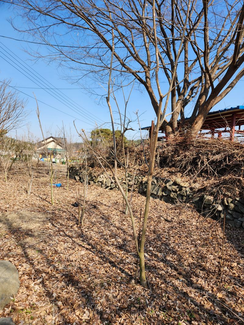 김상임님의 장터 판매 상품 [참가죽나무묘목] 첨부 사진