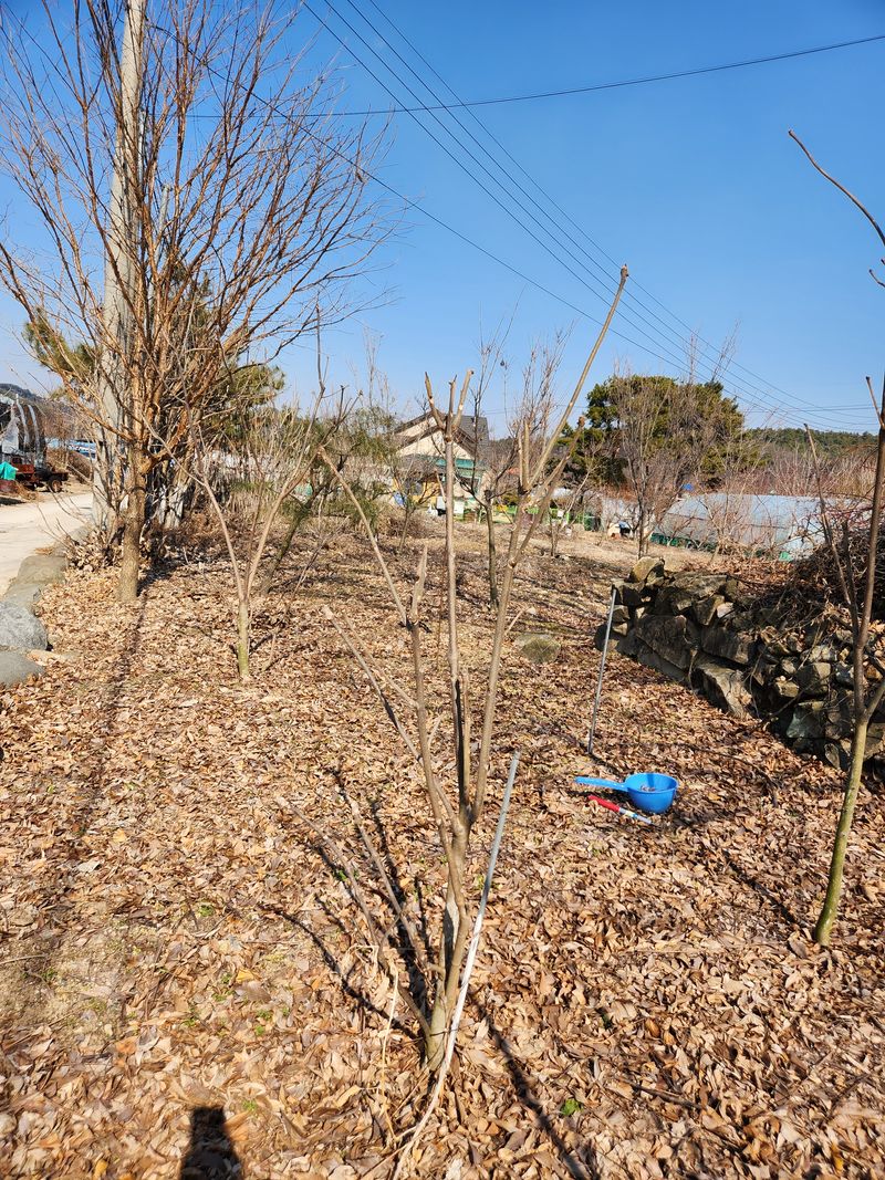 장터 상품 [참가죽나무묘목] 썸네일
