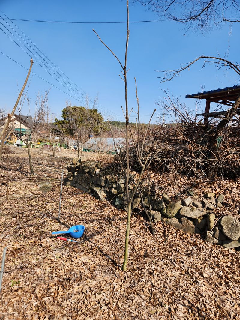 김상임님의 장터 판매 상품 [참가죽나무묘목] 첨부 사진
