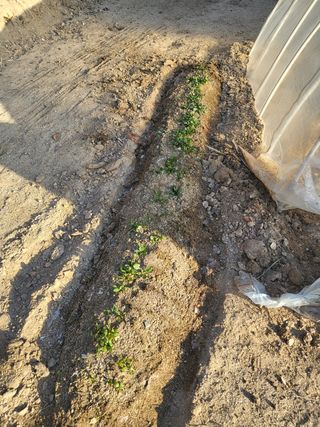 짱순이연속8월출석왕님의 시금치 · 일상 작성글 사진