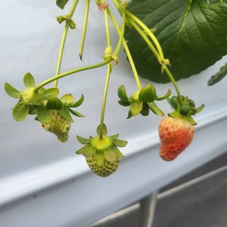 두릅나무515300님의 딸기 · 일상 작성글 사진