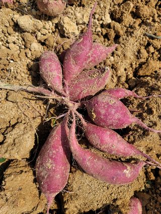 강성우님의 고구마 · 자유게시판 작성글 사진