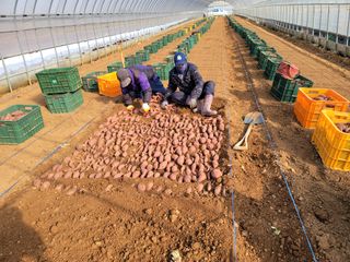 강성우님의 고구마 · 자유게시판 작성글 사진