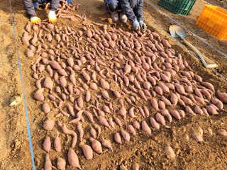 강성우님의 고구마 · 자유게시판 작성글 사진