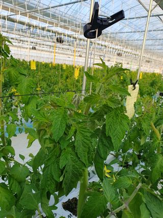 감자님의 토마토 · 병해충상담 작성글 사진