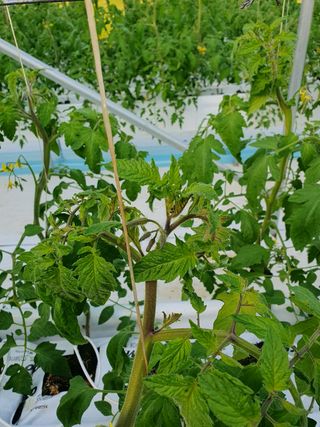 감자님의 토마토 · 병해충상담 작성글 사진