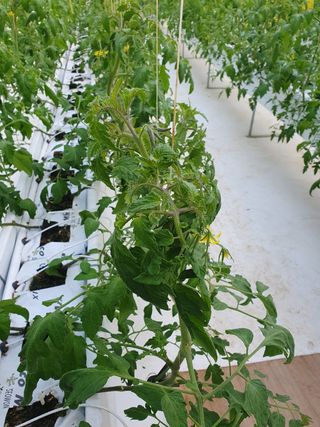 감자님의 토마토 · 병해충상담 작성글 사진