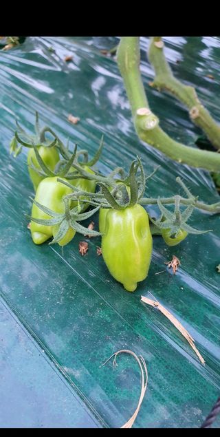 방동사니님의 토마토 · 병해충상담 작성글 사진