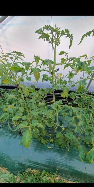 방동사니님의 토마토 · 병해충상담 작성글 사진