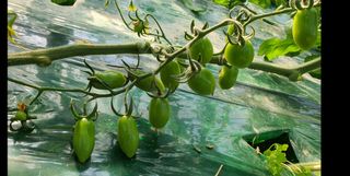 방동사니님의 토마토 · 병해충상담 작성글 사진