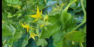 방동사니님의 토마토 · 병해충상담 작성글 사진