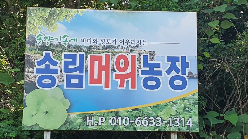 알 수 없음님의 장터 판매 상품 [부아니머위즙 100ml 60포] 첨부 사진