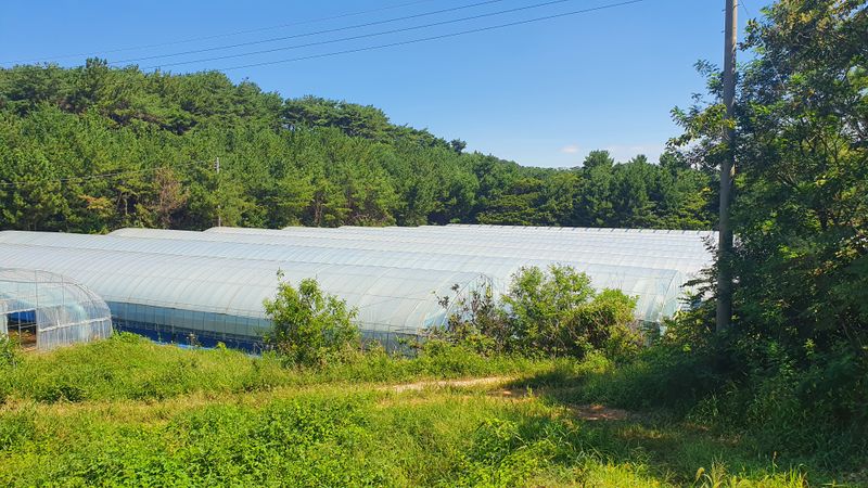 알 수 없음님의 장터 판매 상품 [부아니머위즙 100ml 60포] 첨부 사진