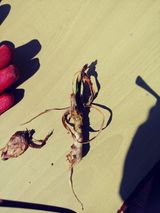 팜모닝 마늘·병해충상담 게시글 이미지