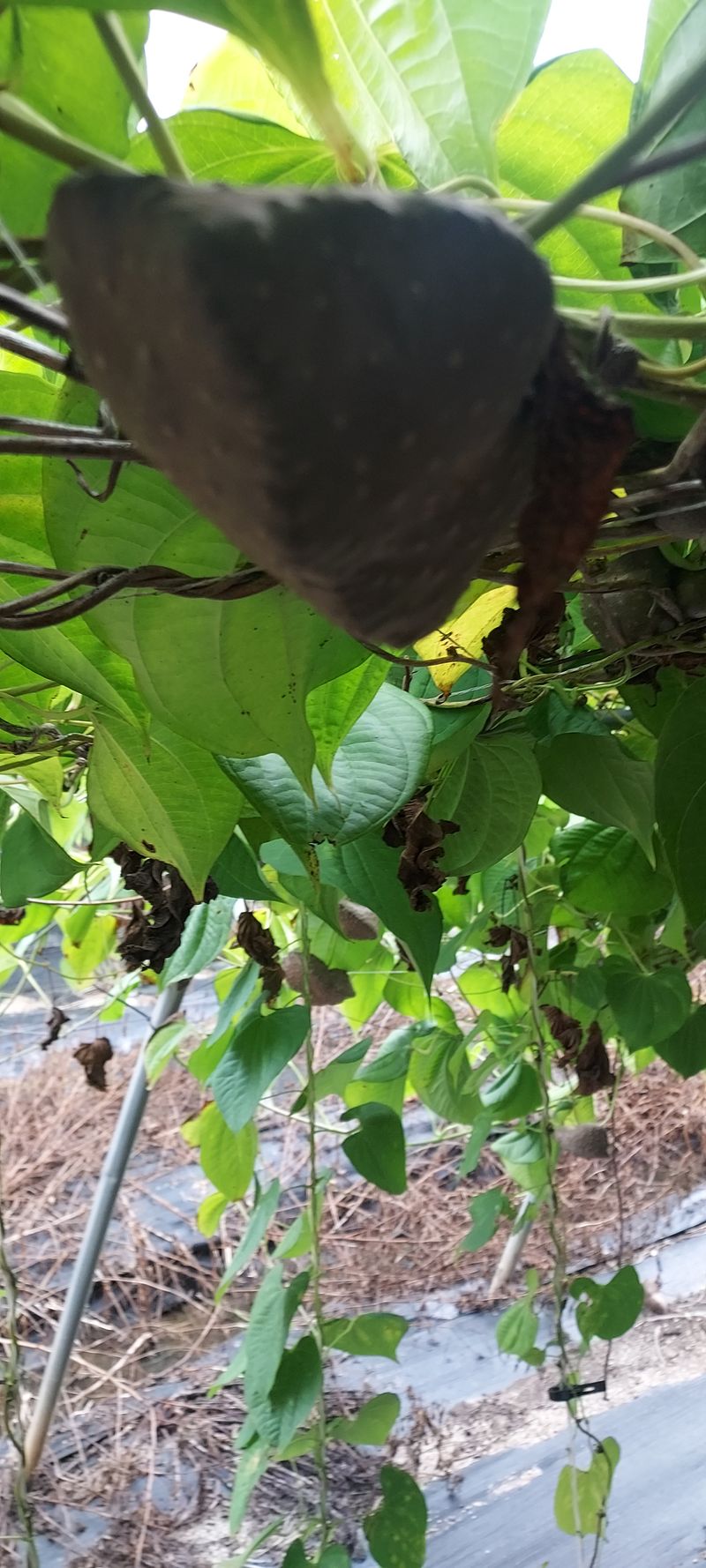 장터 상품 [열매마 종자용판매 10kg] 썸네일