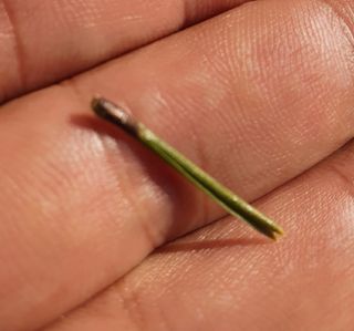 한농농약종묘사님의 기타작물 · 병해충상담 작성글 사진