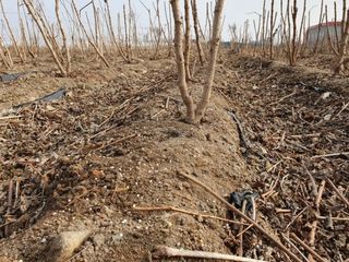 알 수 없음님의 두릅 · 삽목•정식 작성글 사진