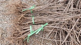 알 수 없음님의 두릅 · 삽목•정식 작성글 사진