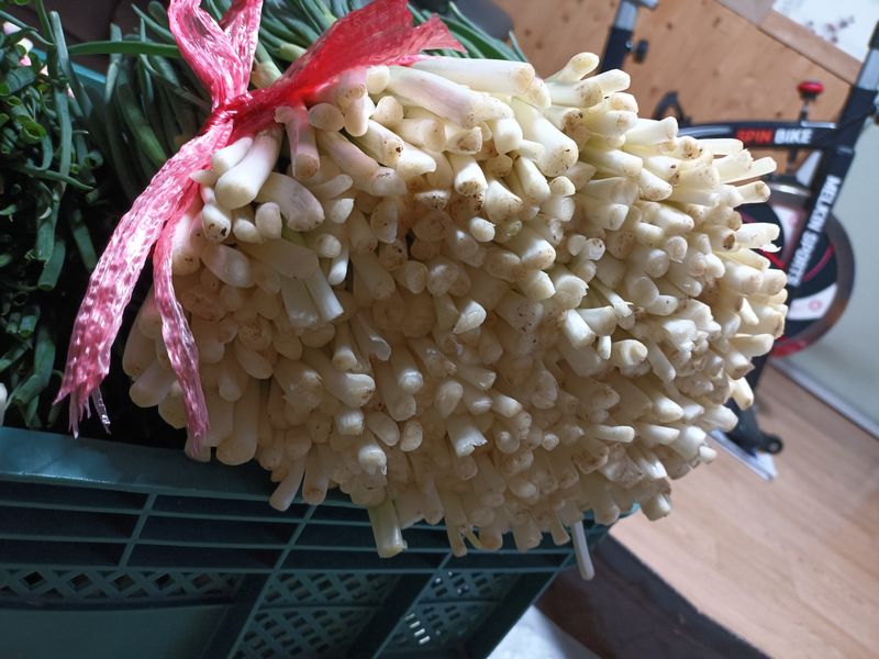 장터 상품 [쪽파2키로  ] 썸네일