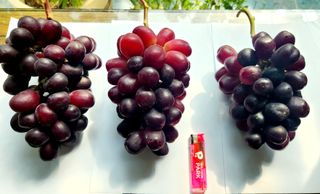 도기백님의 작성글 사진